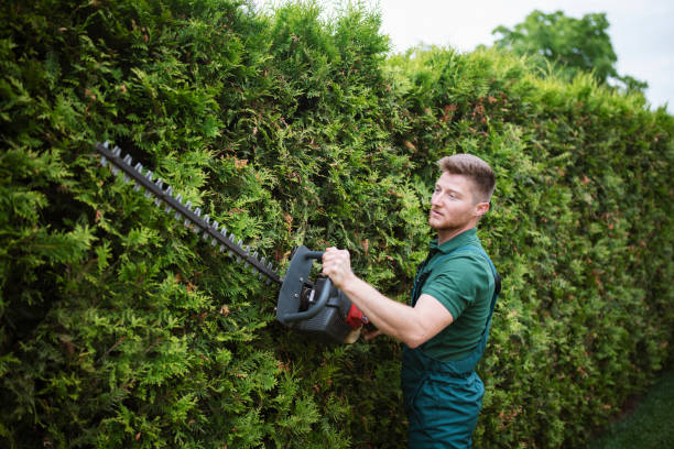 Growing Green: Sustainable Practices in Commercial Tree Care