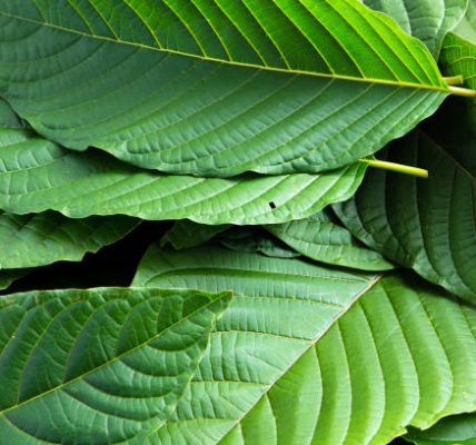 Top Choices for Kratom Suppliers