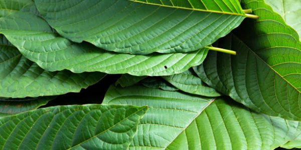 Top Choices for Kratom Suppliers