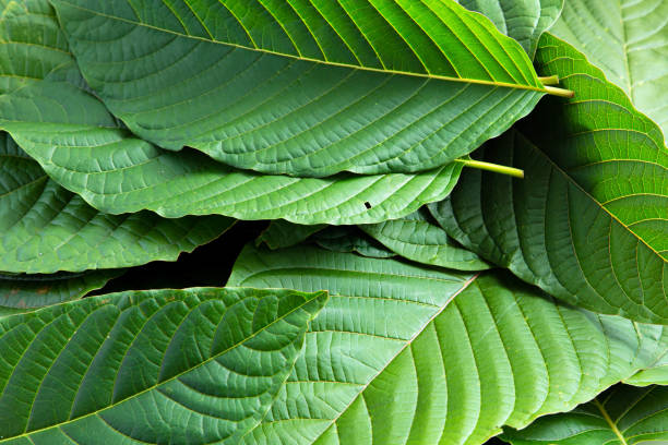 Top Choices for Kratom Suppliers