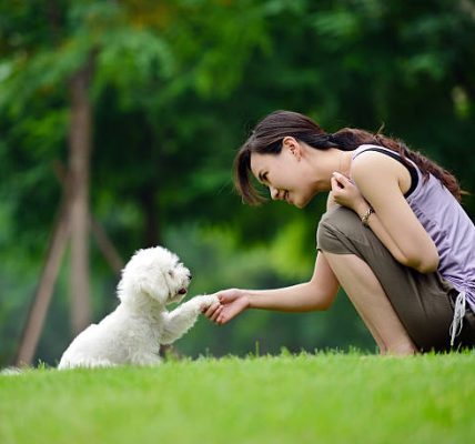 Local Dog Trainers Near Me Find the Best Training Solutions